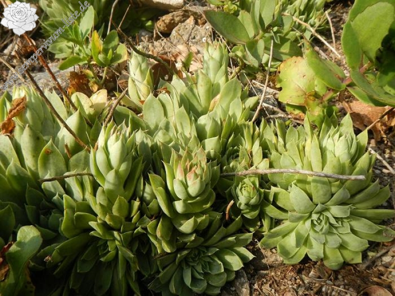 heuffelii from Bebresh Dam, oberhalb