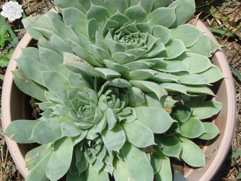 heuffelii from Bebresh Dam, oberhalb