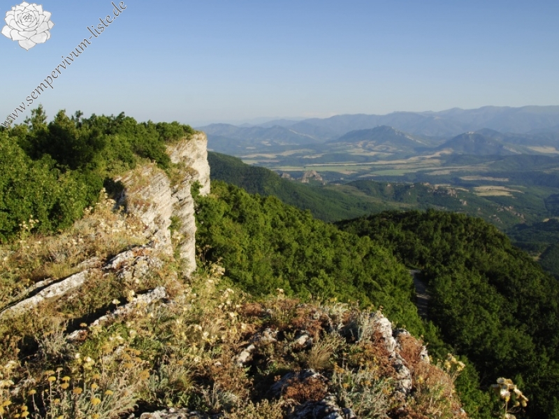 heuffelii from Belogradčik O
