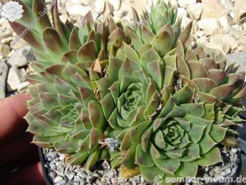 heuffelii from Bistra