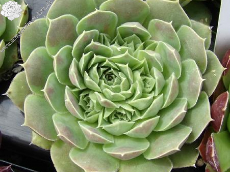 heuffelii from Bistra