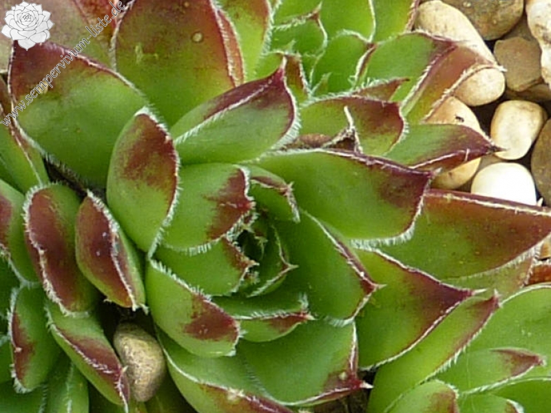 heuffelii from Chietule Jietului, 1050m