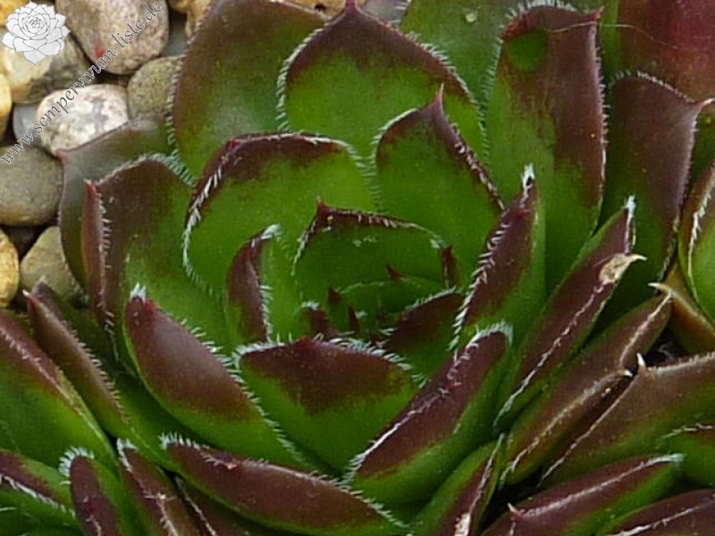 heuffelii from Chietule Jietului, 1150m
