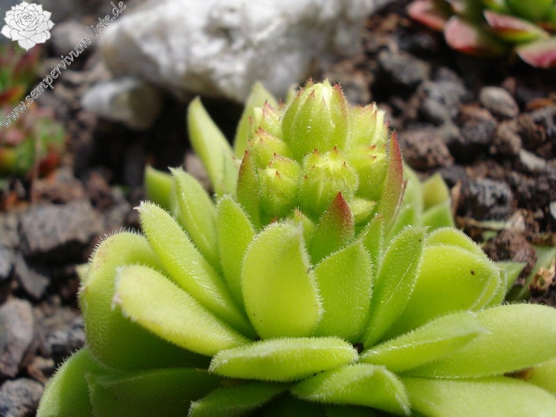 heuffelii from Pirin