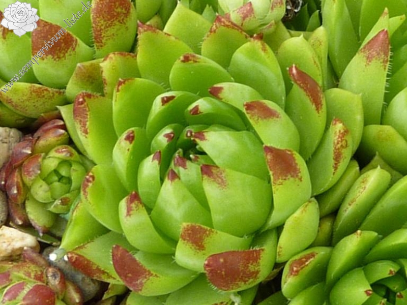 globiferum ssp. hirtum from Heukuppe