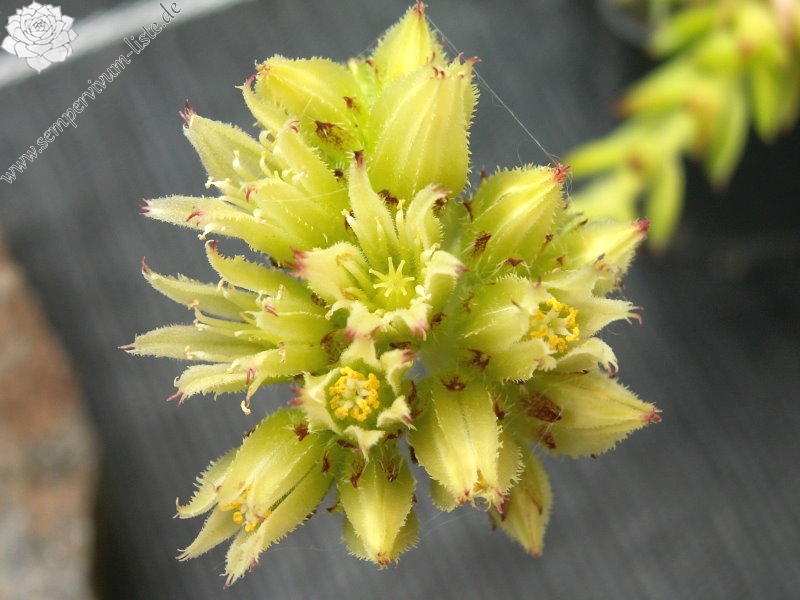 globiferum ssp. hirtum from Dunajec