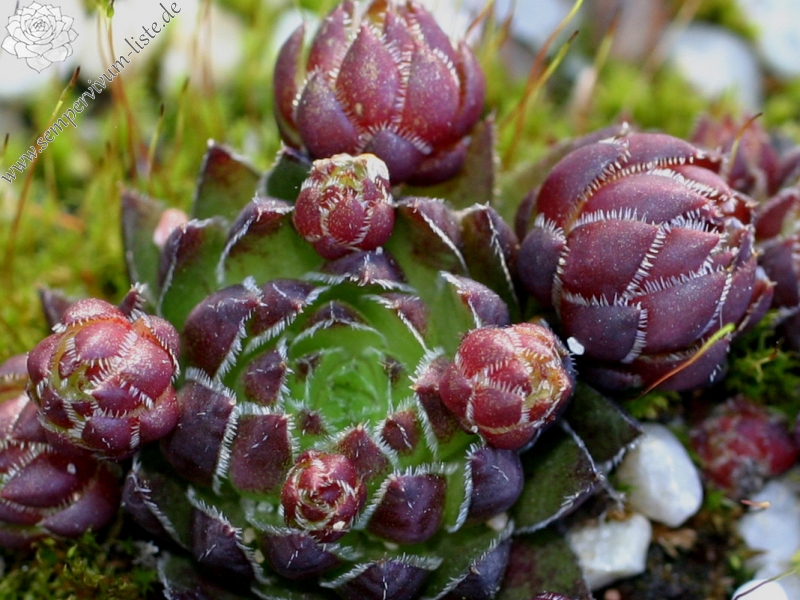 globiferum ssp. hirtum from Nitra