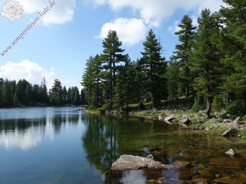 heuffelii from Hridski jezero