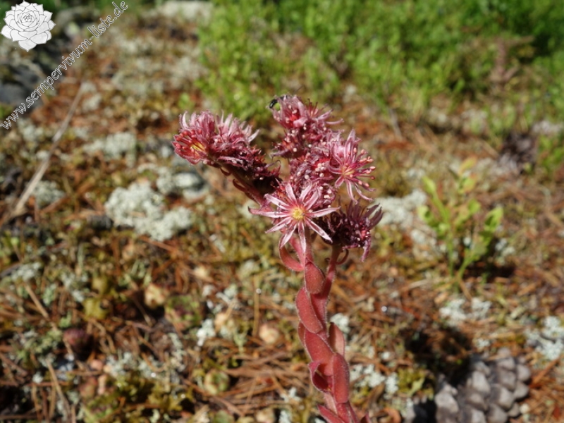 marmoreum from Hridski jezero