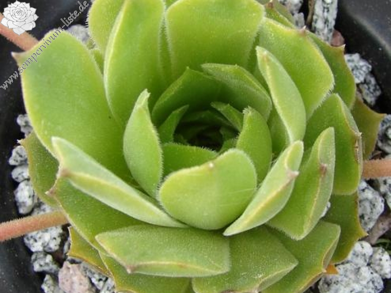 ingwersenii from Selda river