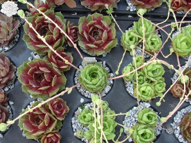 ingwersenii from Selda river