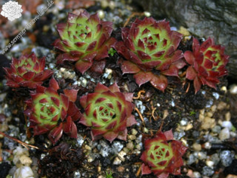 ingwersenii
