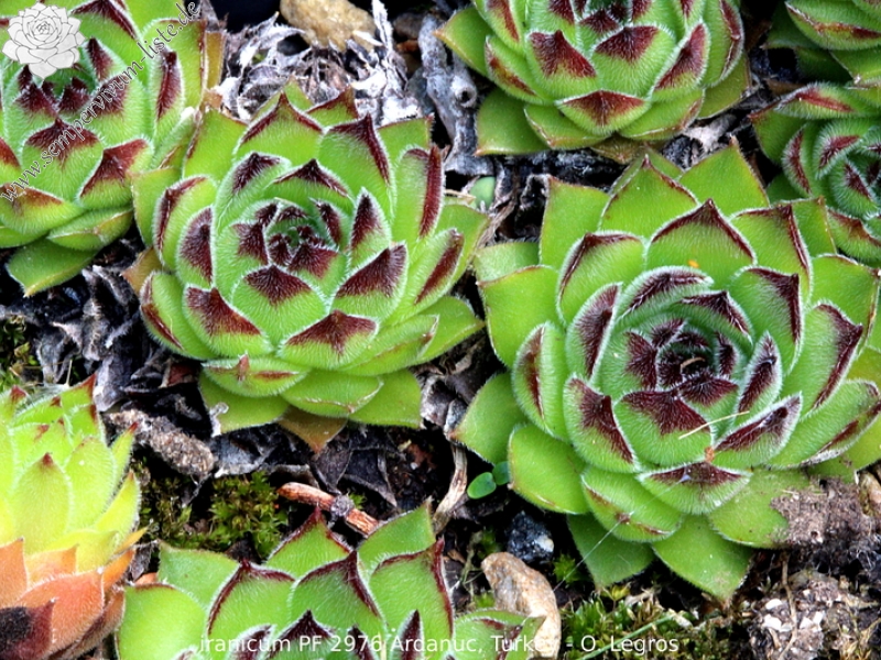 iranicum from Ardanuç