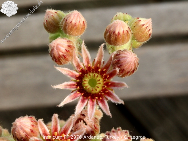 iranicum from Ardanuç