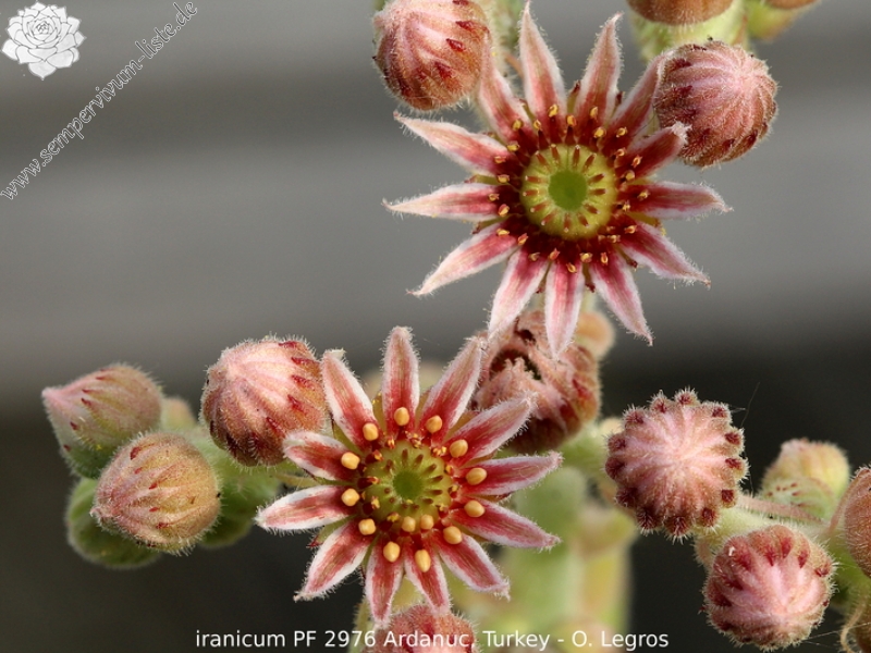 iranicum from Ardanuç