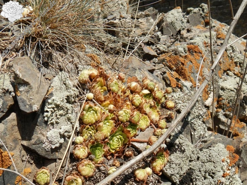 iranicum from Siyah Bisheh