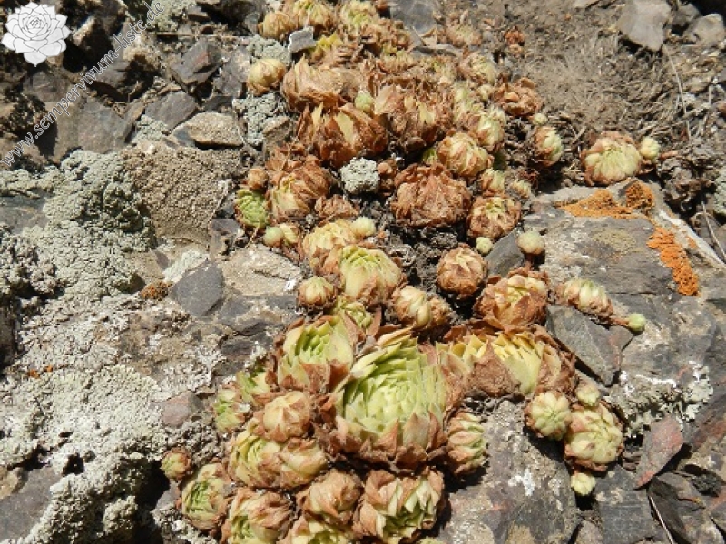 iranicum from Siyah Bisheh