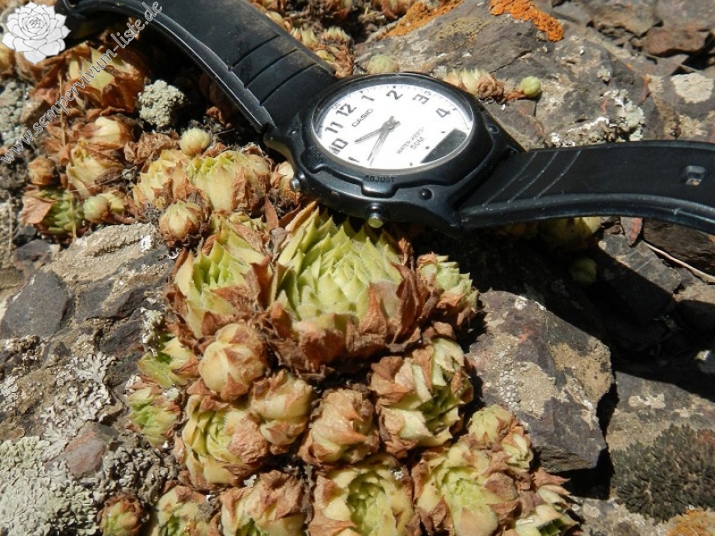 iranicum from Siyah Bisheh