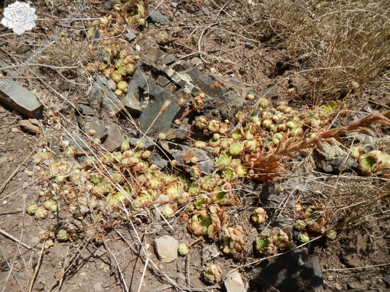 iranicum from Siyah Bisheh