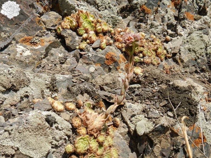iranicum from Siyah Bisheh