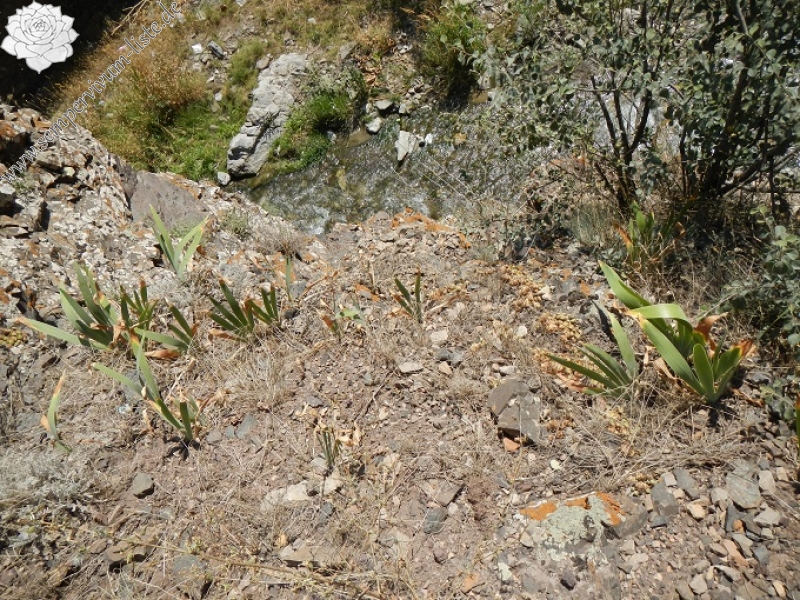 iranicum from Siyah Bisheh