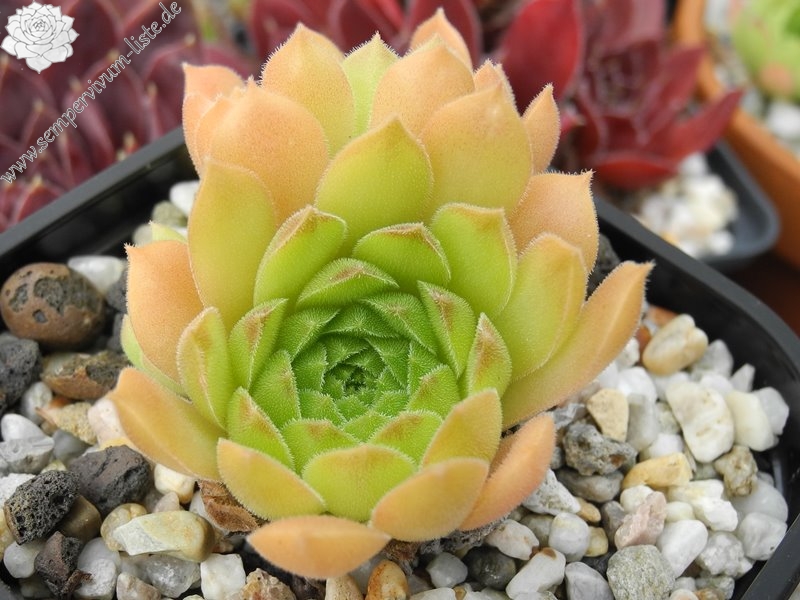 iranicum from Siyah Bisheh