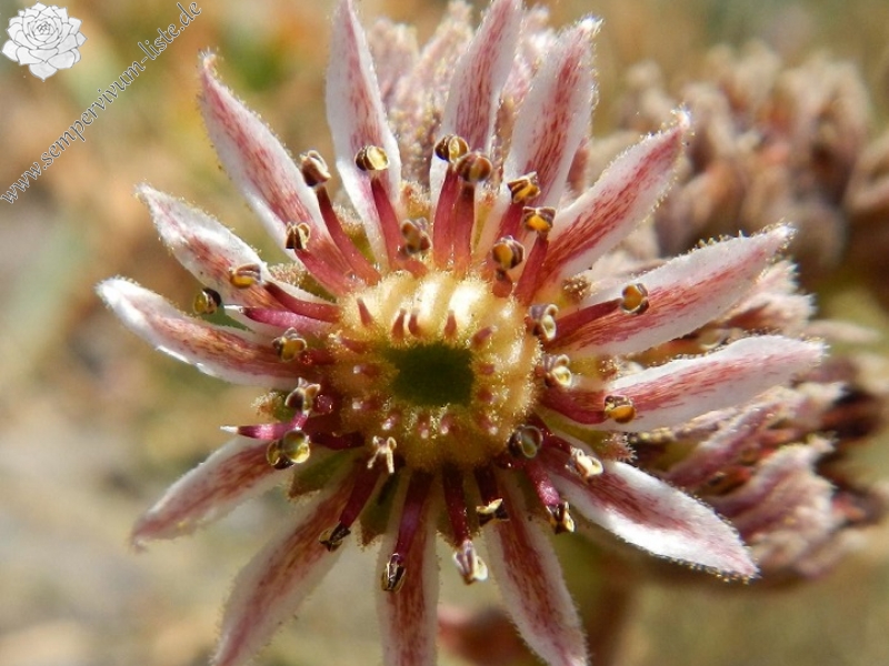 iranicum from Siyah Bisheh