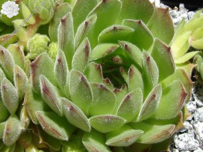 iranicum from Waterfalls near Sisian