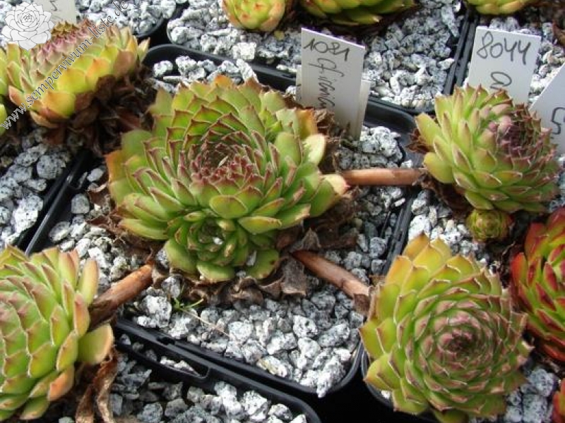 iranicum from Waterfalls near Sisian