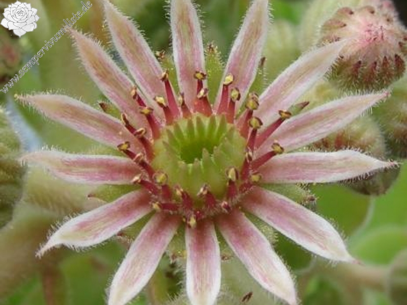 iranicum from Waterfalls near Sisian