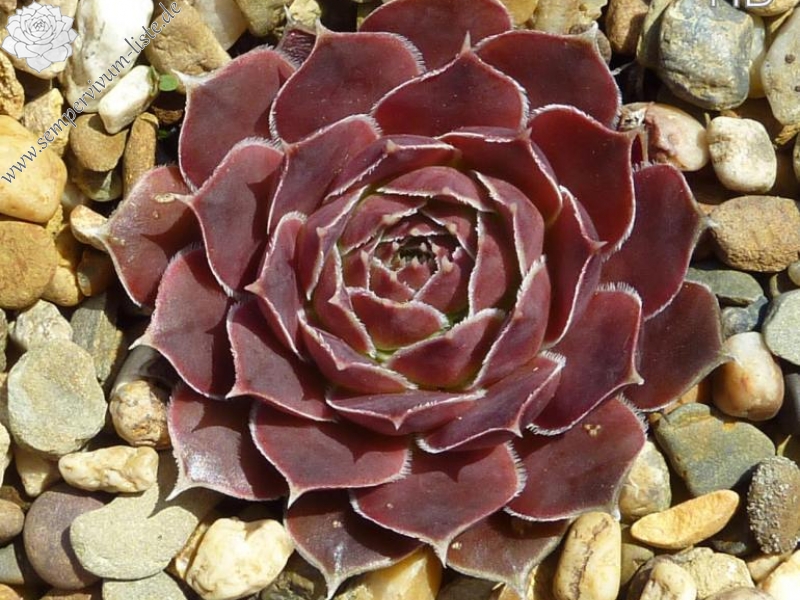 Korjakskaja Sopka / Jovi