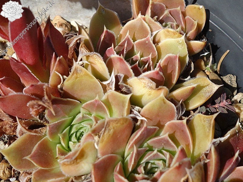 Korjakskaja Sopka / Jovi