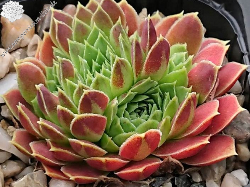 heuffelii from Jakupica