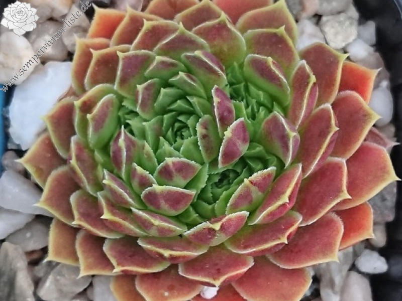 heuffelii from Jakupica