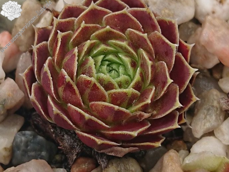 heuffelii from Jakupica