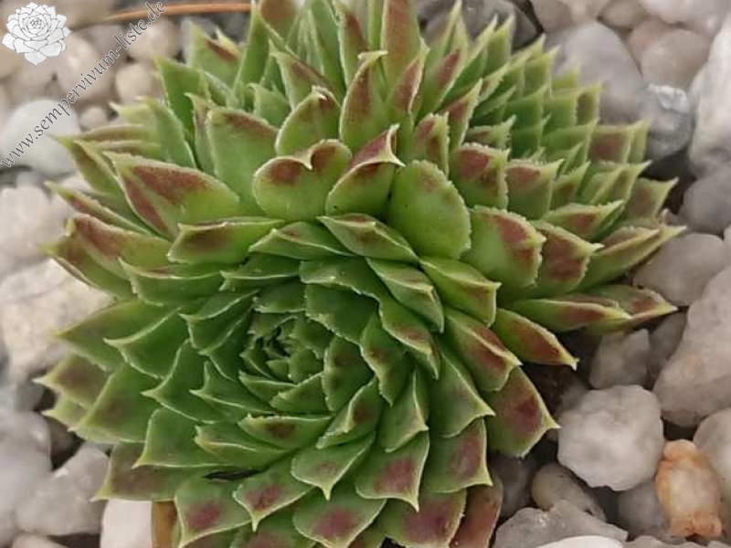 heuffelii from Jakupica