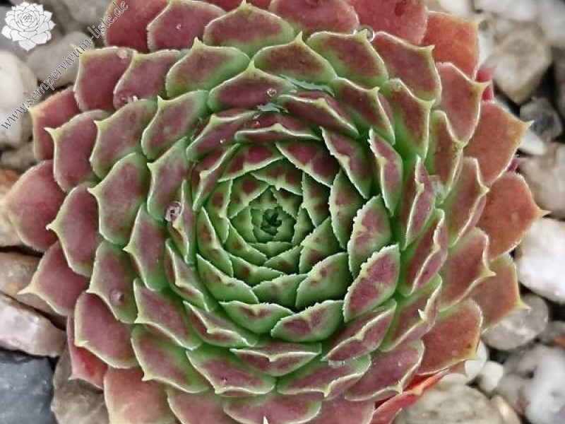 heuffelii from Jakupica