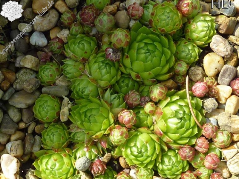 globiferum ssp. globiferum from Jakab-hegy