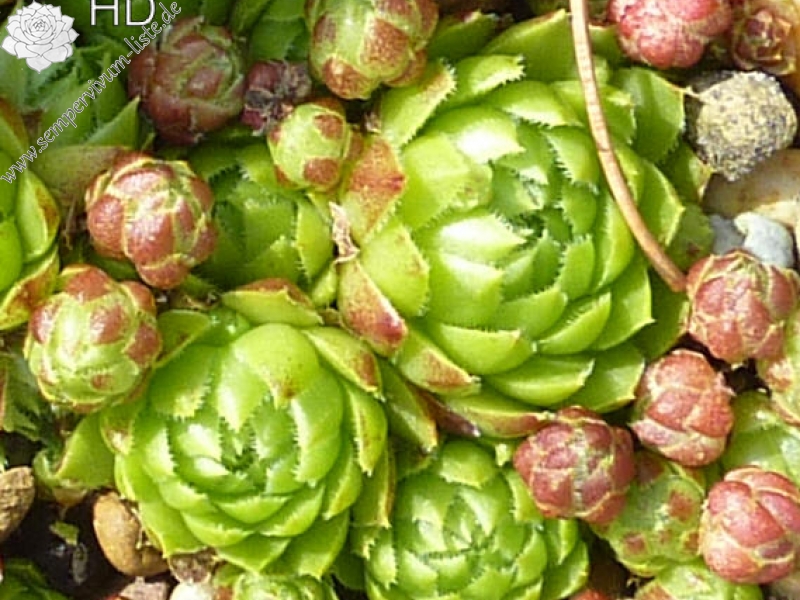 globiferum ssp. globiferum from Jakab-hegy