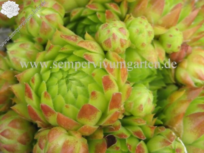 globiferum ssp. hirtum from Annenheim