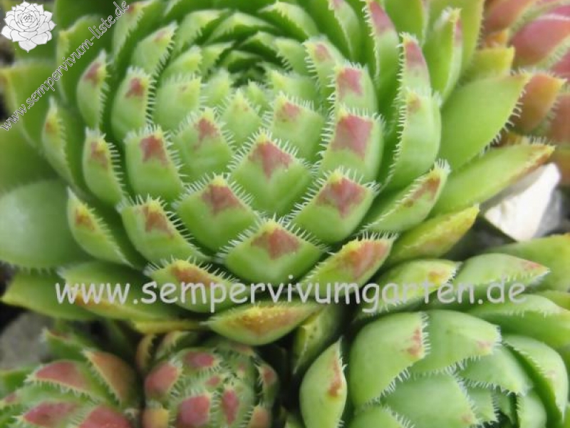 globiferum ssp. hirtum from Anninger Ost