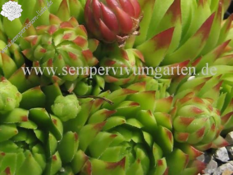 globiferum ssp. hirtum from Baba Mare