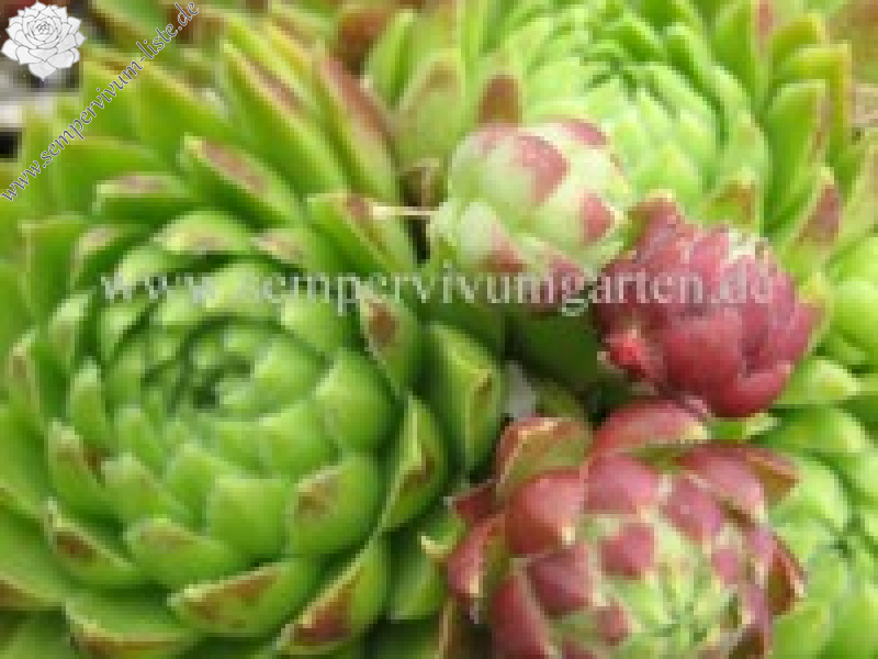 globiferum ssp. hirtum from Galgenberg (A)