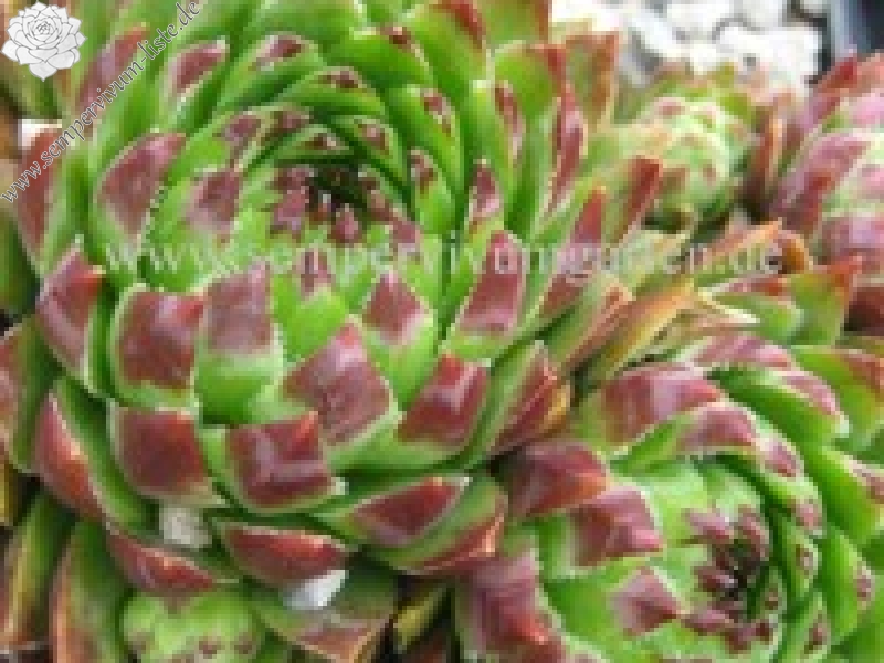 globiferum ssp. hirtum from Hornad-Durchbruch