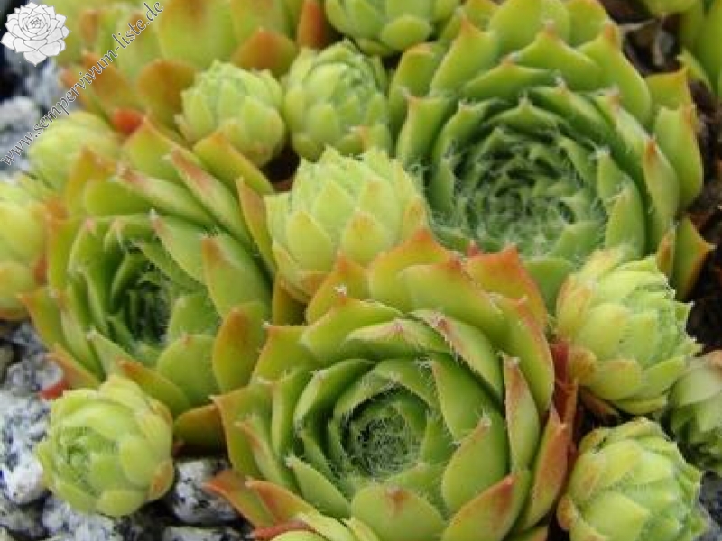 fimbriatum (xroseum) from Stilfser Joch