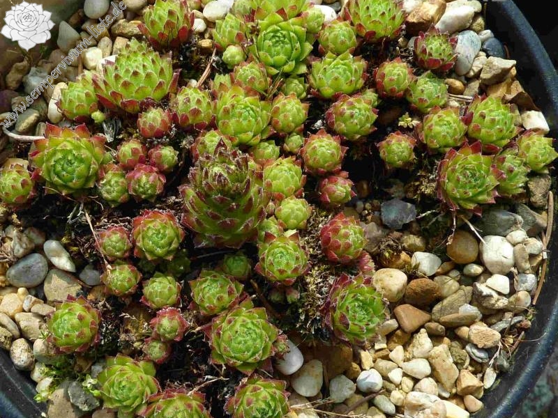 fauconnetii from Jujols