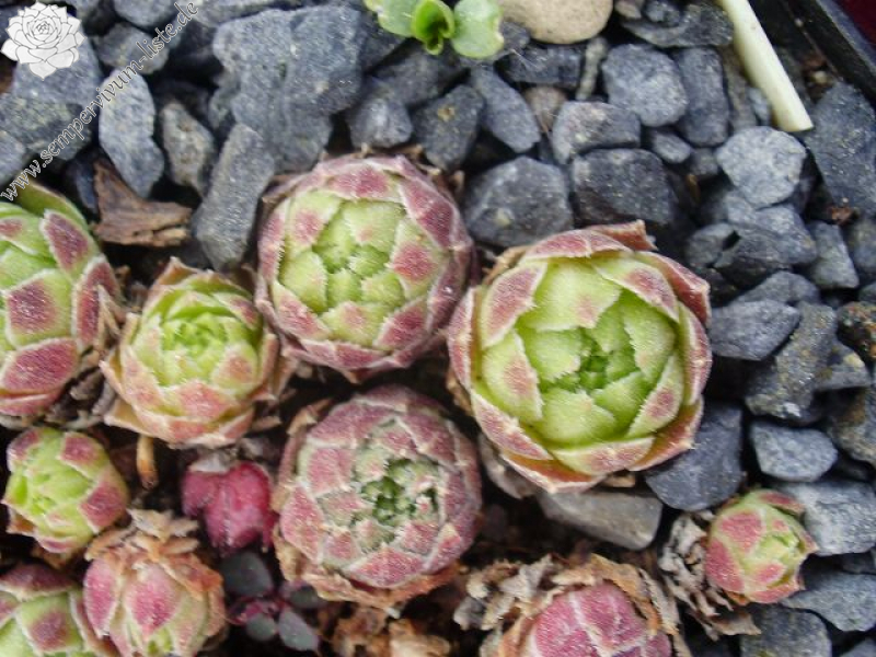 cantabricum ssp. cantabricum from Picos de Europa