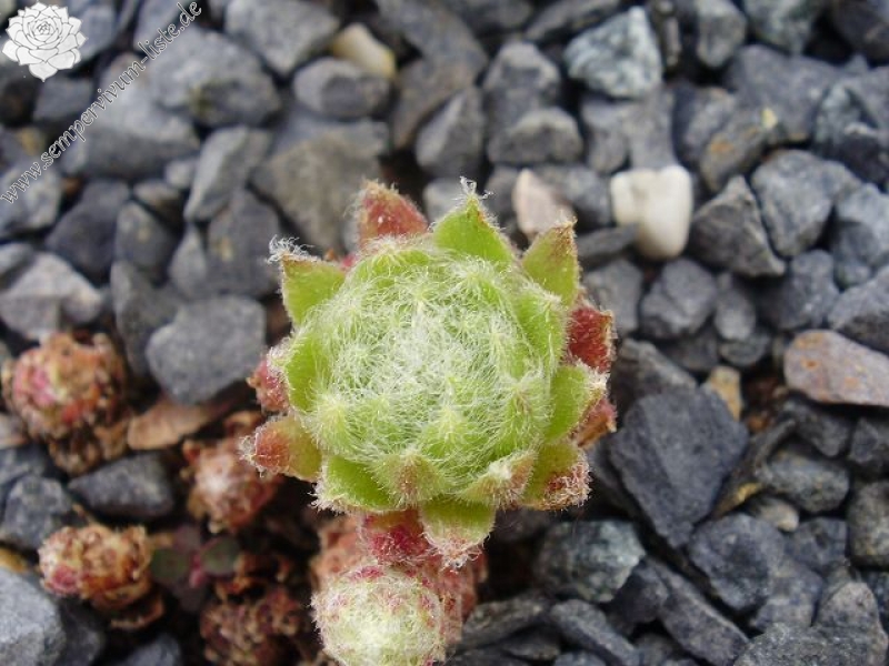 fauconnetii (x angustifolium)