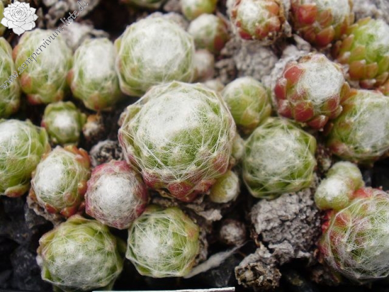 Kassikap