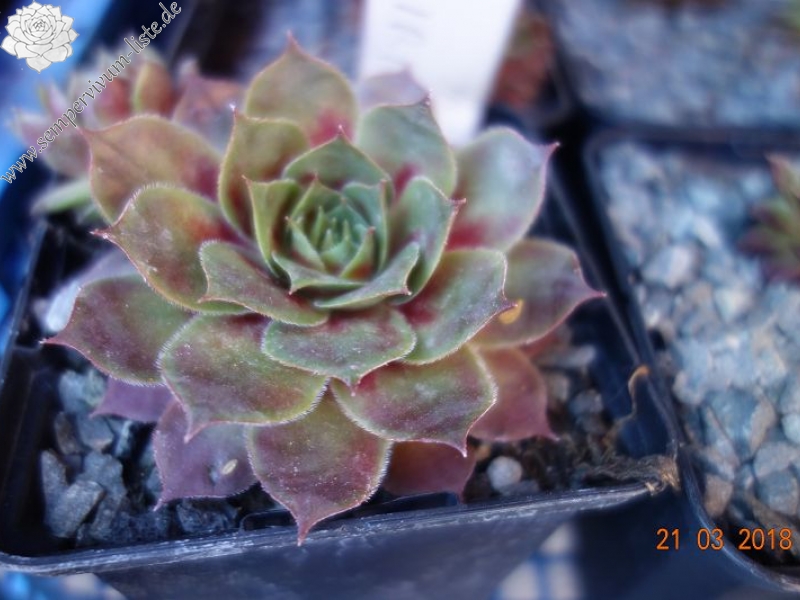 Korspelse Irini Dimitra